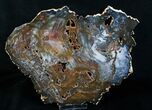 Colorful Hubbard Basin Petrified Wood Slab - x #4379-2